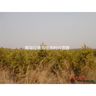 白樺8-13公分獨桿