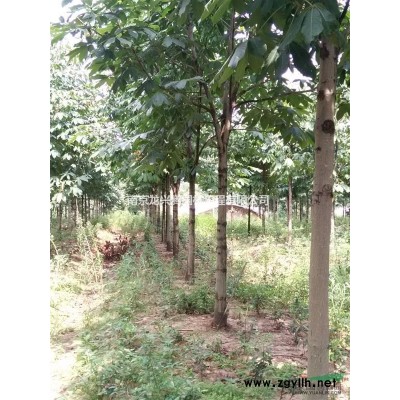 紅葉石楠球，香樟，櫸樹，七葉樹等