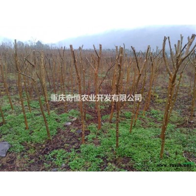 重慶地區供應冠幅60-100公分紅葉石楠球