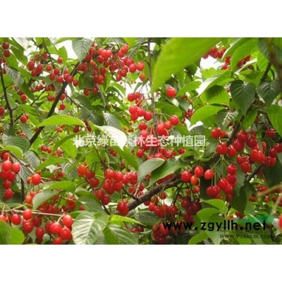 基地長期供應各種規格-垂榆、金葉榆、金葉垂榆