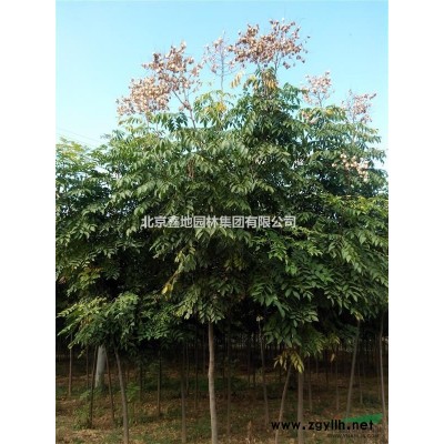 出售3至5公分國槐