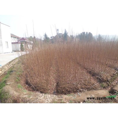 紫薇小苗報價/浙江紫薇小苗報價