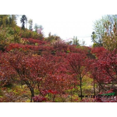 2014年—2015年紅火箭紫薇價(jià)格