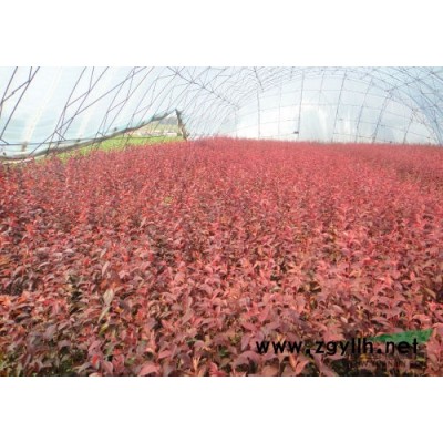 哈爾濱江北供應紅刺玫多季玫瑰四季玫瑰價格低