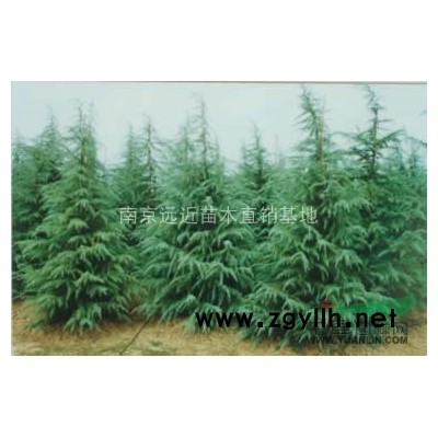 南京桂花樹價格   桂花價格比較