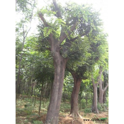 日本櫻花，吉野櫻花 武漢櫻花苗 櫻花樹 日本早櫻 日本晚櫻