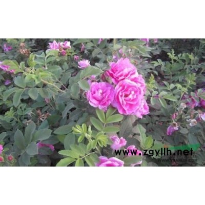 自家四季玫瑰苗