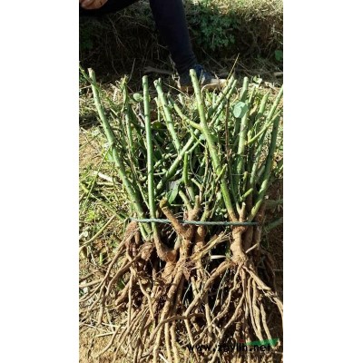 食用玫瑰苗，四季玫瑰苗，紫枝玫瑰，豐花玫瑰，平陰一號