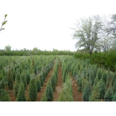 青海西寧 產地供應 油松 祁連圓柏