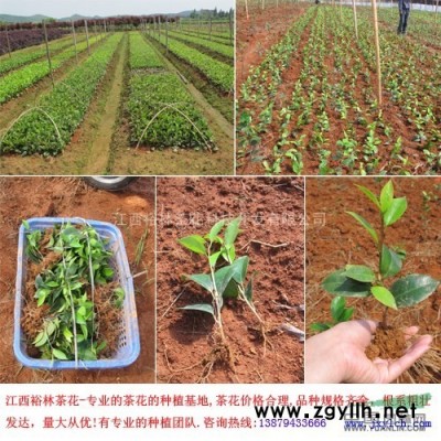 茶花，嫁接茶花，造型山茶花