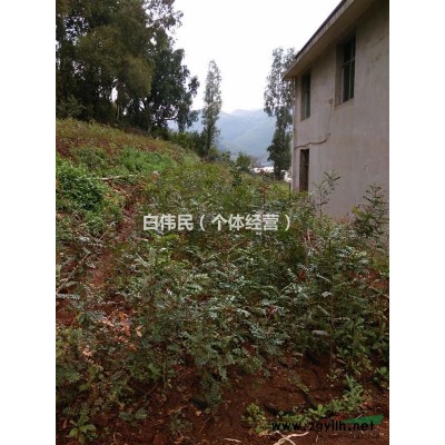 兩年生云南清香木