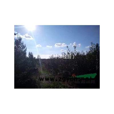 批發(fā)供應(yīng)王族海棠四年生