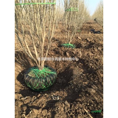 大量供應(yīng)香花槐