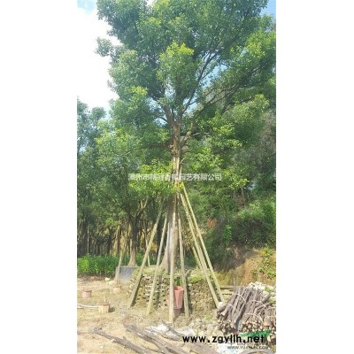 香樟，別名：樟樹、樟木、瑤人柴、栳樟、臭樟、烏樟；