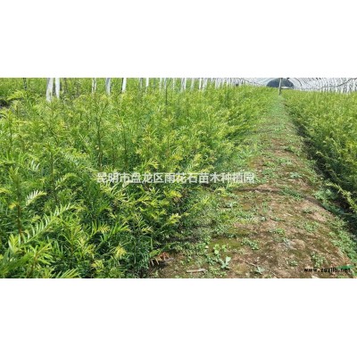 供應云南紅豆杉