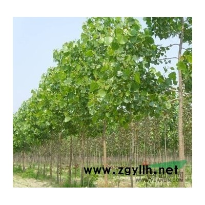 寧夏春季預售速生楊