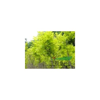 內蒙建圃小苗東北苗木種子新疆綠化苗木繁育基地哈爾濱綠化草坪