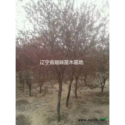 遼寧地區(qū)供應(yīng)4公分金葉垂榆，火炬，快柏