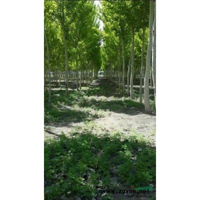 出售大量銀中楊8-15公分