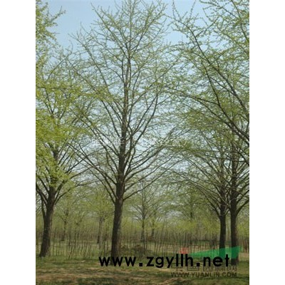 上海香樟樹供應