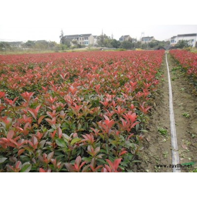 全冠高桿女貞價格，自產自銷苗圃高桿女貞價格參考