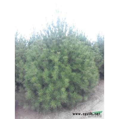 西安藍田白皮松