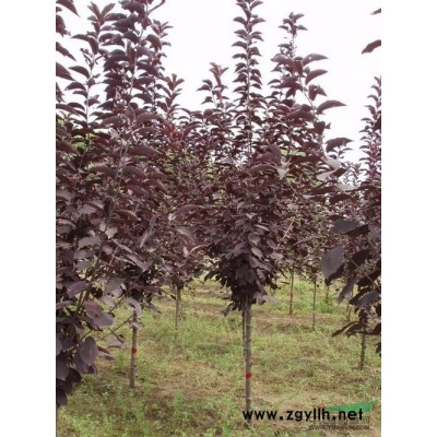 出售紫葉稠李