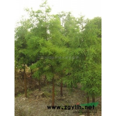 大棕櫚價格，棕櫚樹價格，棕櫚樹苗價格