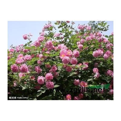 大量營養罐月季待售