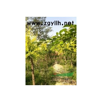 秋季報價已經出爐哦，重瓣榆葉梅，各種樹種歡迎詢價選購