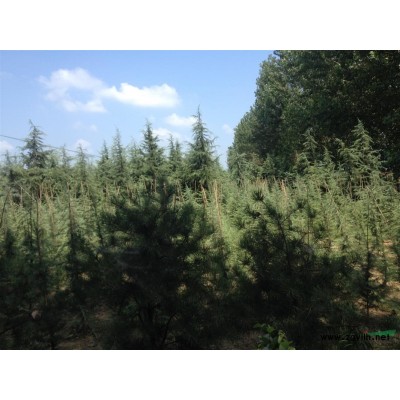 雪松，法桐，竹子，大葉女貞草皮等