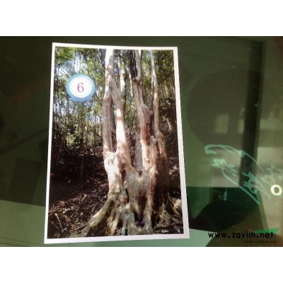 長期供應野生紫薇古樹樁，直接深山開采，造型奇特，價格低廉，