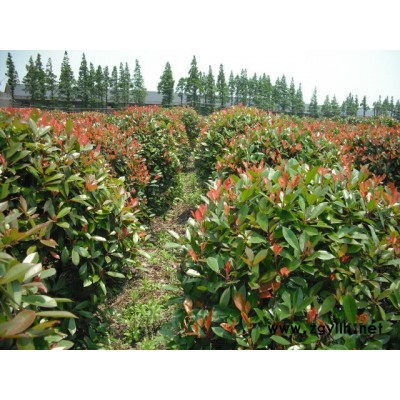 大規格紅葉石楠球