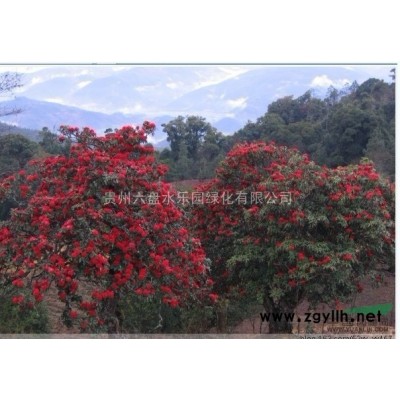 供應杜鵑，馬纓，迷人等 多種規格