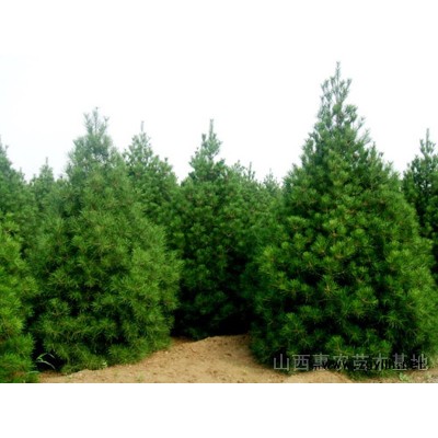 白皮松、油松 、雪松、華山松、 黑松