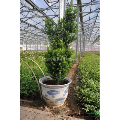 火熱八月低價出售優質藍莓苔蘚苗木