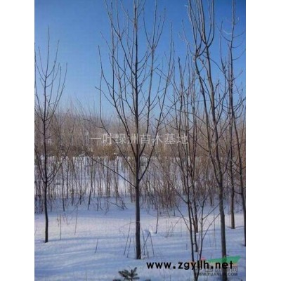 出售大(紫)葉丁香.地接金葉榆小葉丁香三角楓暴馬丁香.茶條槭