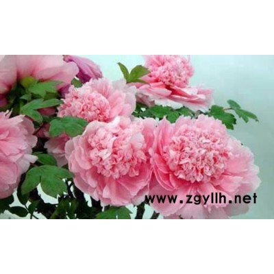 牡丹，芍藥，盆栽牡丹，盆栽芍藥，綠化苗木