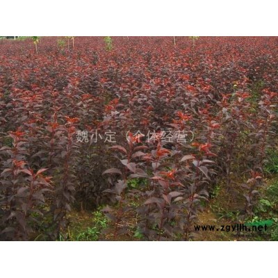 咸陽地區(qū)供應3年生紅葉李，5年生紅葉李