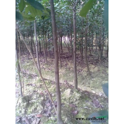 開始*低價拋貨樸樹櫸樹紅葉石楠紫薇合歡