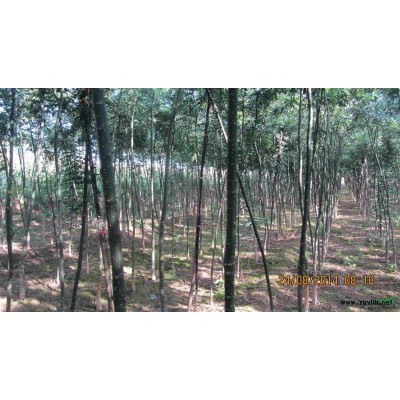 陜西三年生國槐及一年生泡桐苗