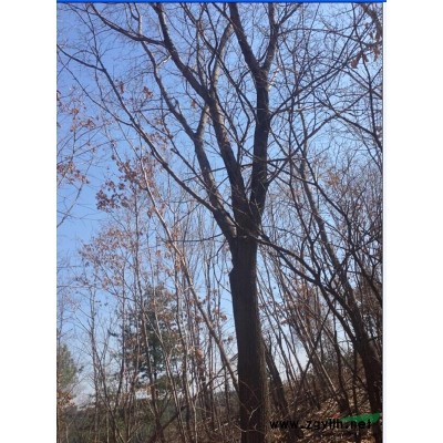 供應(yīng)單枝、叢生蒙古櫟、叢生水曲柳