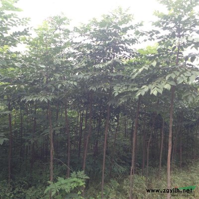 精品國(guó)槐/欒樹(shù)大量供應(yīng)