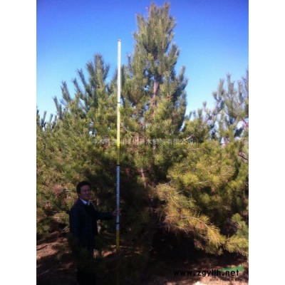 本林廠現有2000棵3.5至4米一*油松，冠帽2.8米左右，