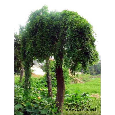 紅葉小檗，櫻花，龍柏，紫葉李，紫荊，紫薇等5000畝花木