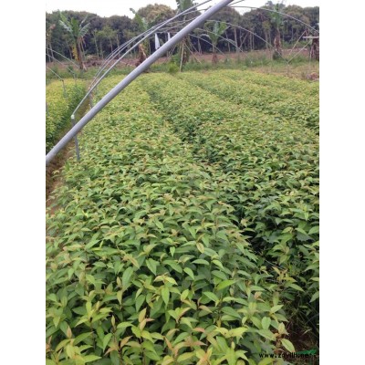 供應(yīng)福建紅皮榕.小葉紅皮榕(地苗移栽苗)批發(fā)