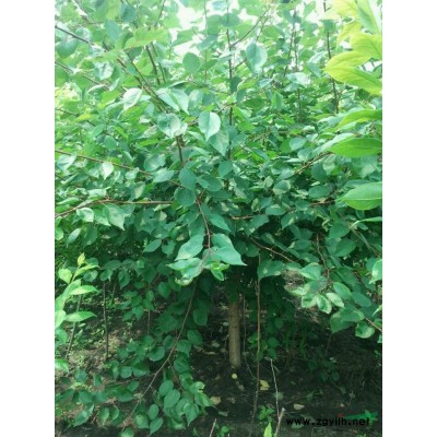 哈市百盛苗木供應果樹、李子樹