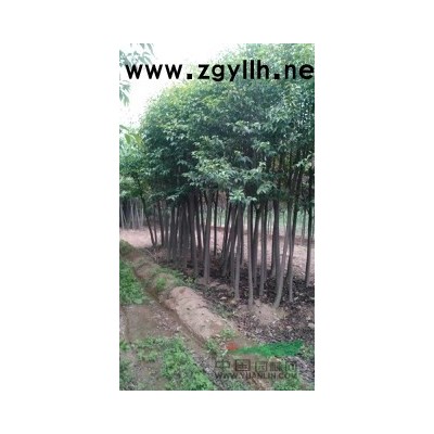 供應(yīng)大葉女貞6公分