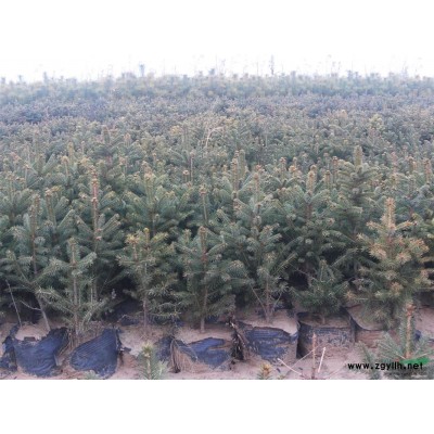 黑龍江佳木斯供應云杉20--60公分