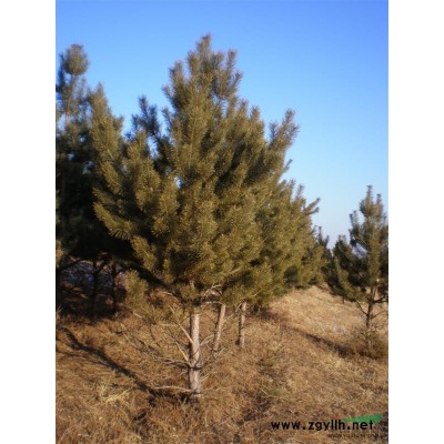 供應3.5-4米樟子松